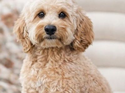 Beau - 16lbs. -/- Multigen Toy Cavapoo Stud/35% Cavalier