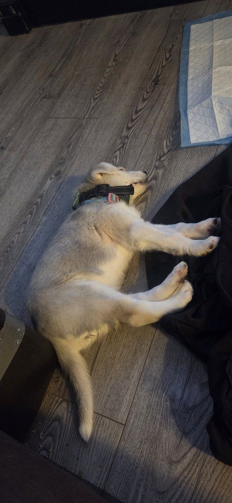 Adorable Husky Puppy - Ready for a Loving Home!