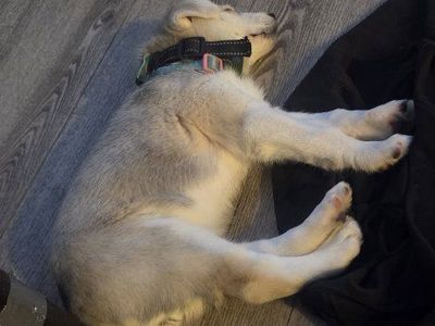 Adorable Husky Puppy - Ready for a Loving Home!