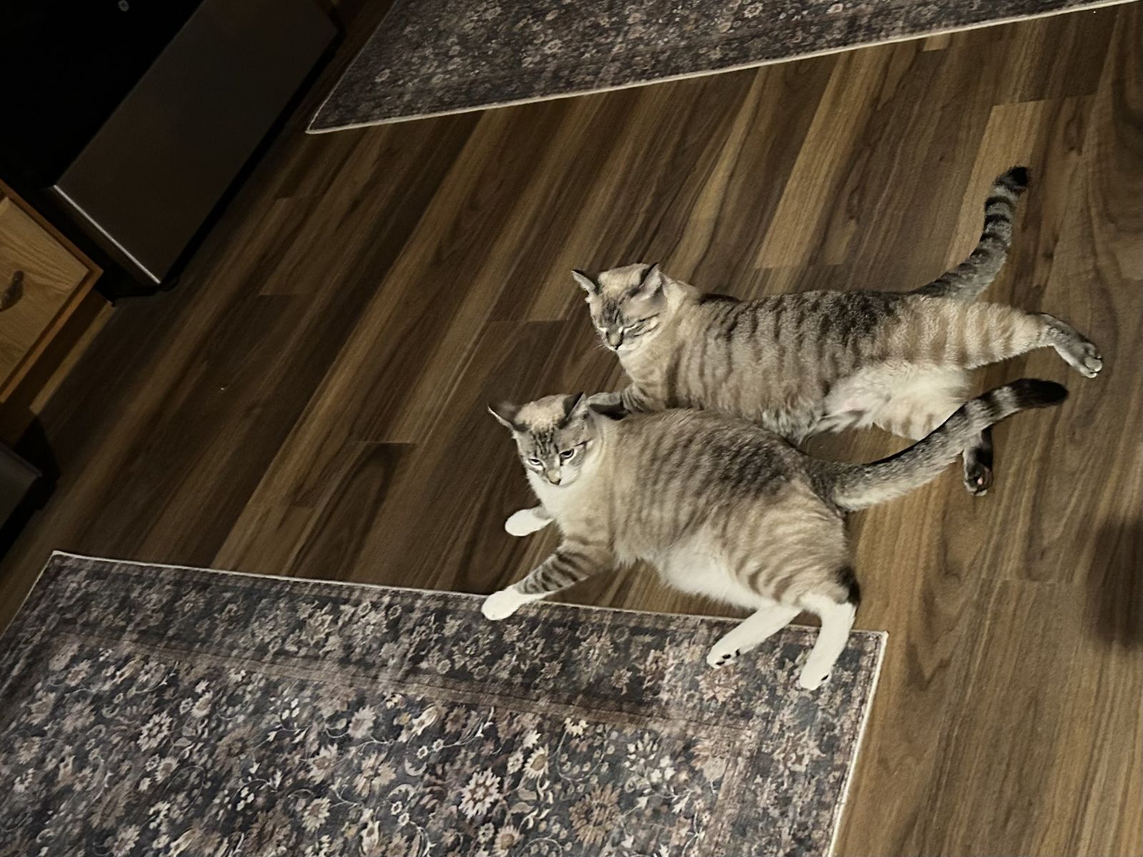 Rehome cats