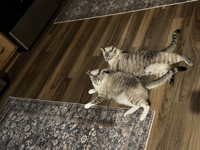 Rehome cats