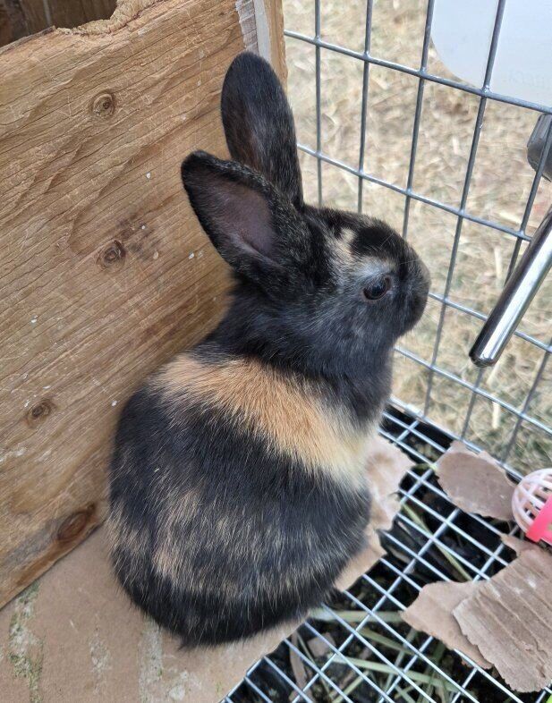 Baby Harlequin Bunny Rabbits