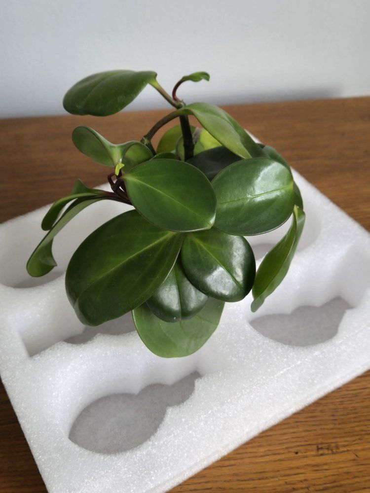 Peperomia Obtusifolia Cuttings