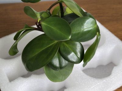 Peperomia Obtusifolia Cuttings