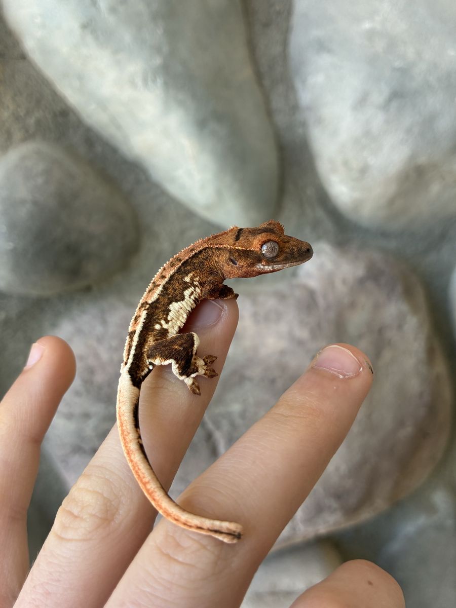 Beautiful Lily white crested gecko baby