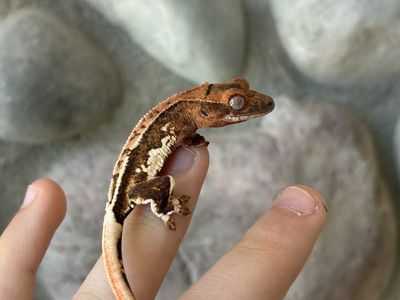 Beautiful Lily white crested gecko baby