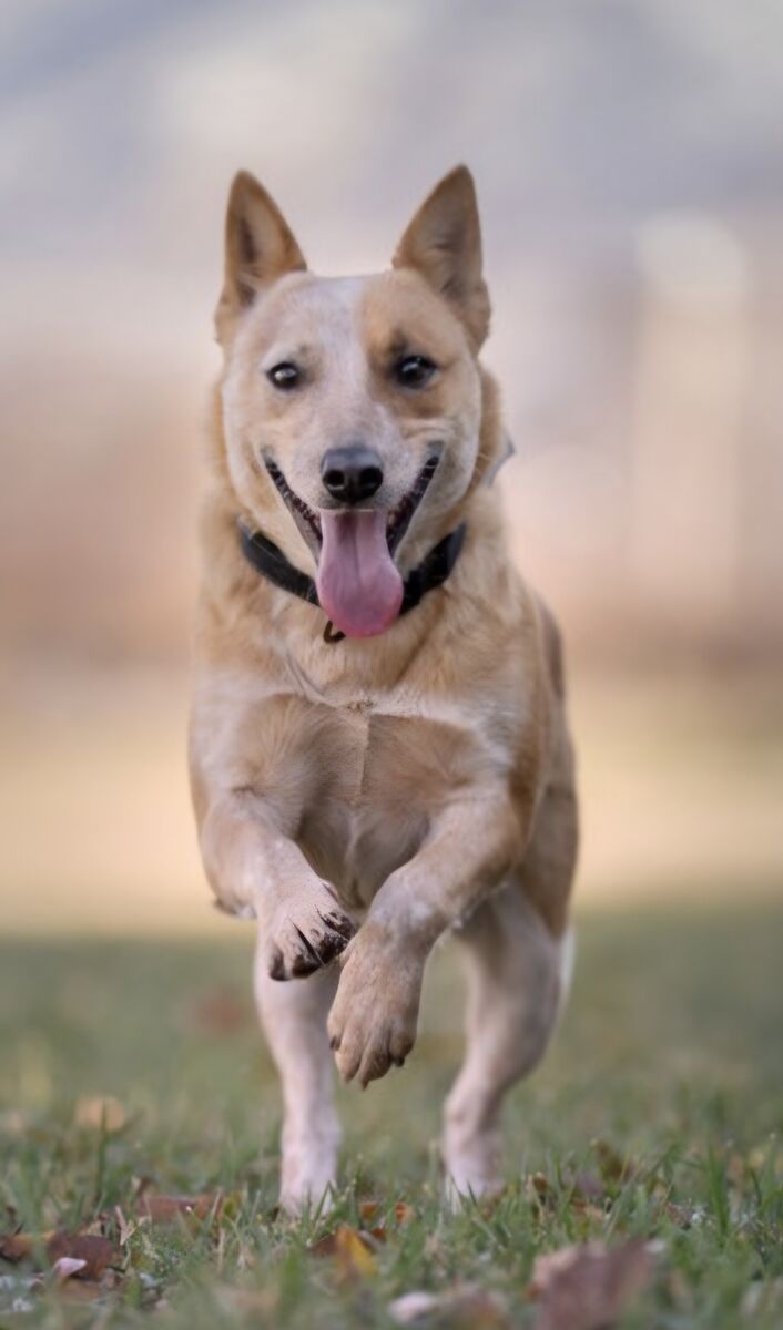 Nessie, smaller red Australian Cattle Dog