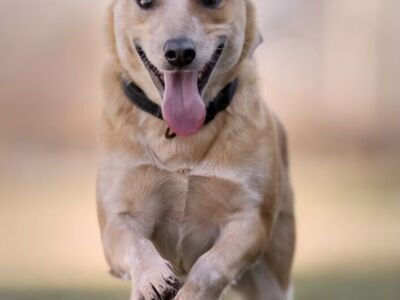 Nessie, smaller red Australian Cattle Dog
