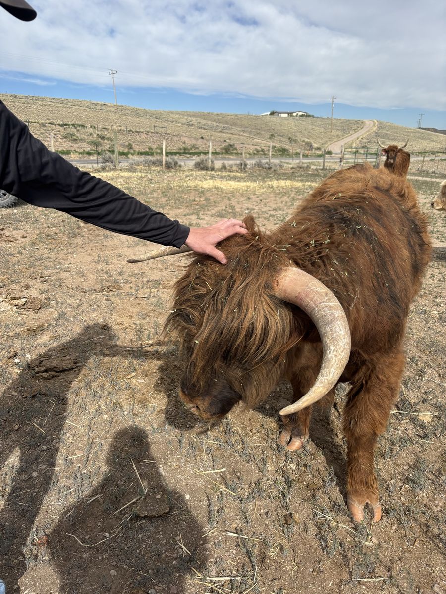 Highland cattle