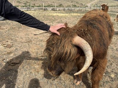 Highland cattle