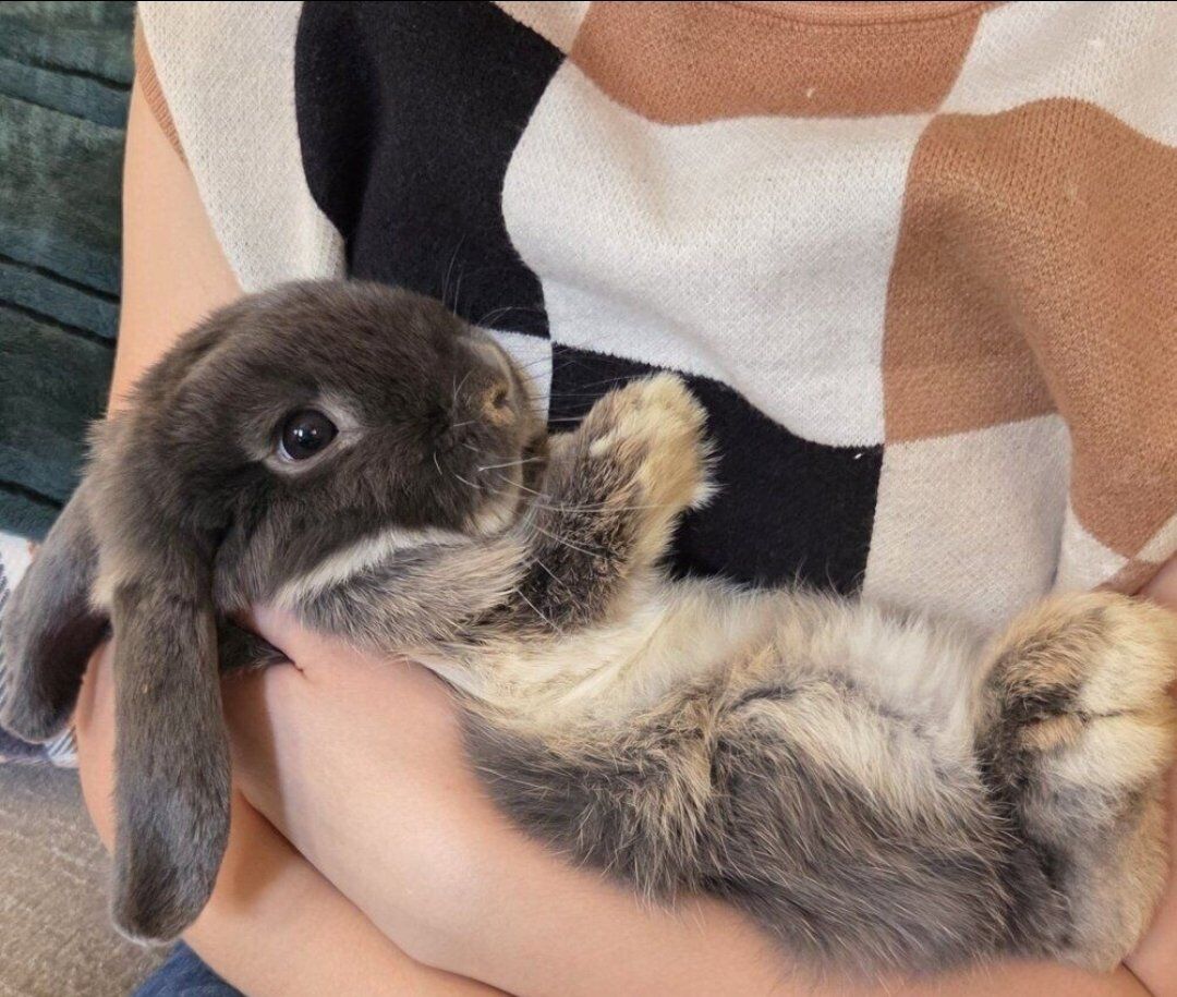 Holland Lop Bunny Rabbit