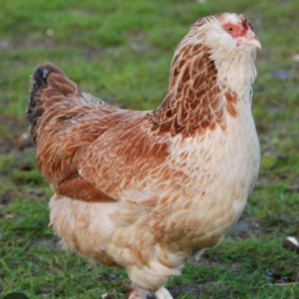 7 beautiful birds -still laying -established flock