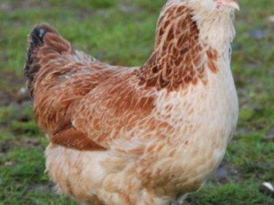 7 beautiful birds -still laying -established flock