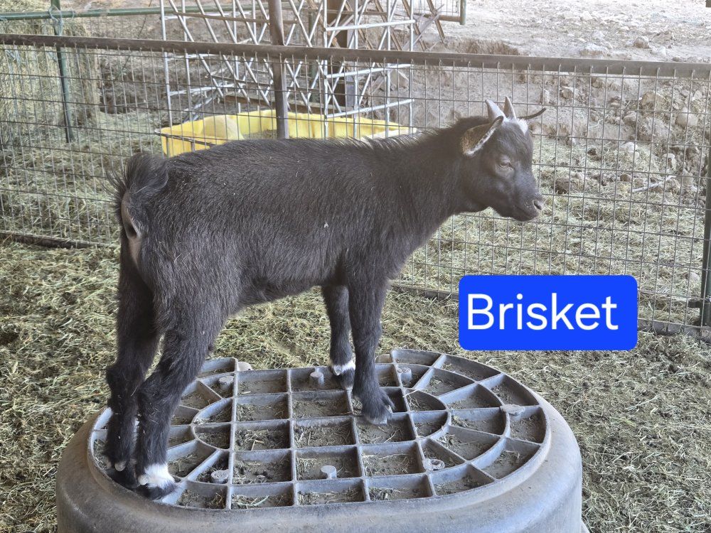 Nigerian dwarf buckling