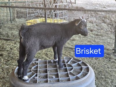 Nigerian dwarf buckling