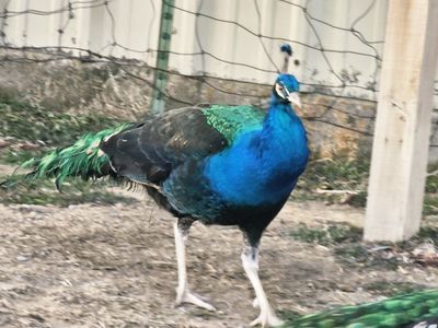 Peacock Breeding Pair
