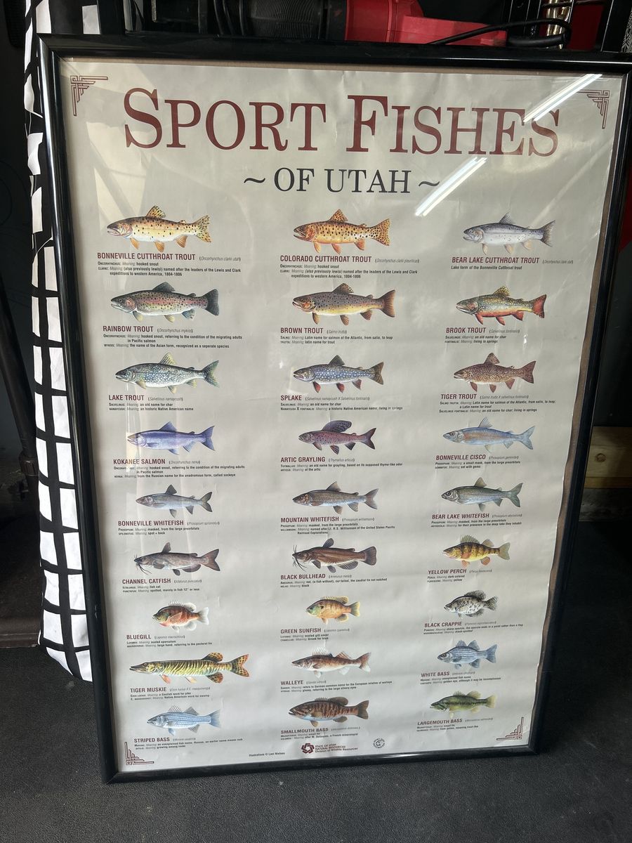 Sport Fishes of Utah Framed Print - Educational Freshwater Fish Identification Poster