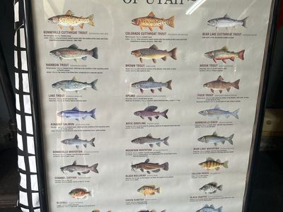 Sport Fishes of Utah Framed Print - Educational Freshwater Fish Identification Poster