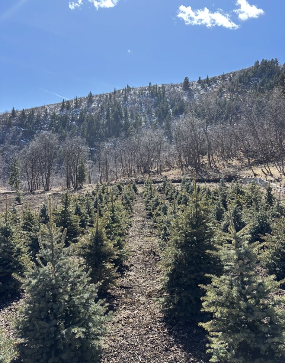 6-7 Foot Colorado Blue Spruce Evergreen Trees
