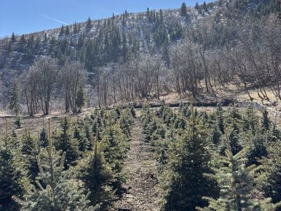 6-7 Foot Colorado Blue Spruce Evergreen Trees