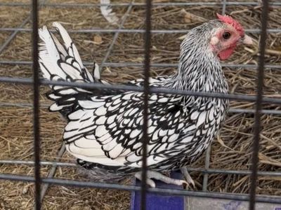 Free Bantam Rooster