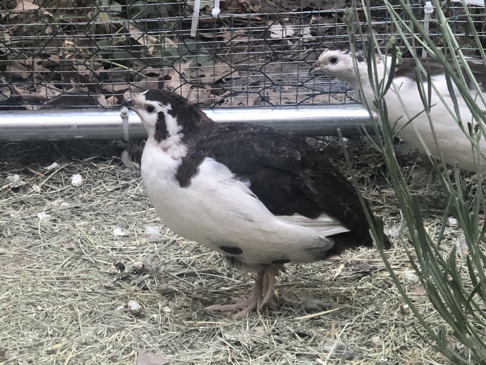 Adult coturnix and celadon quail laying now