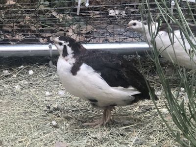 Adult coturnix and celadon quail laying now