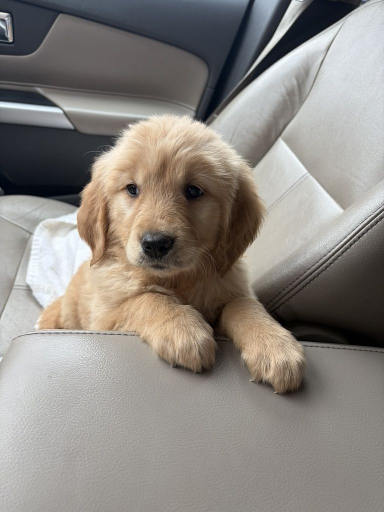 AKC Golden Retriever Puppies!!!