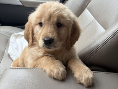 AKC Golden Retriever Puppies!!!
