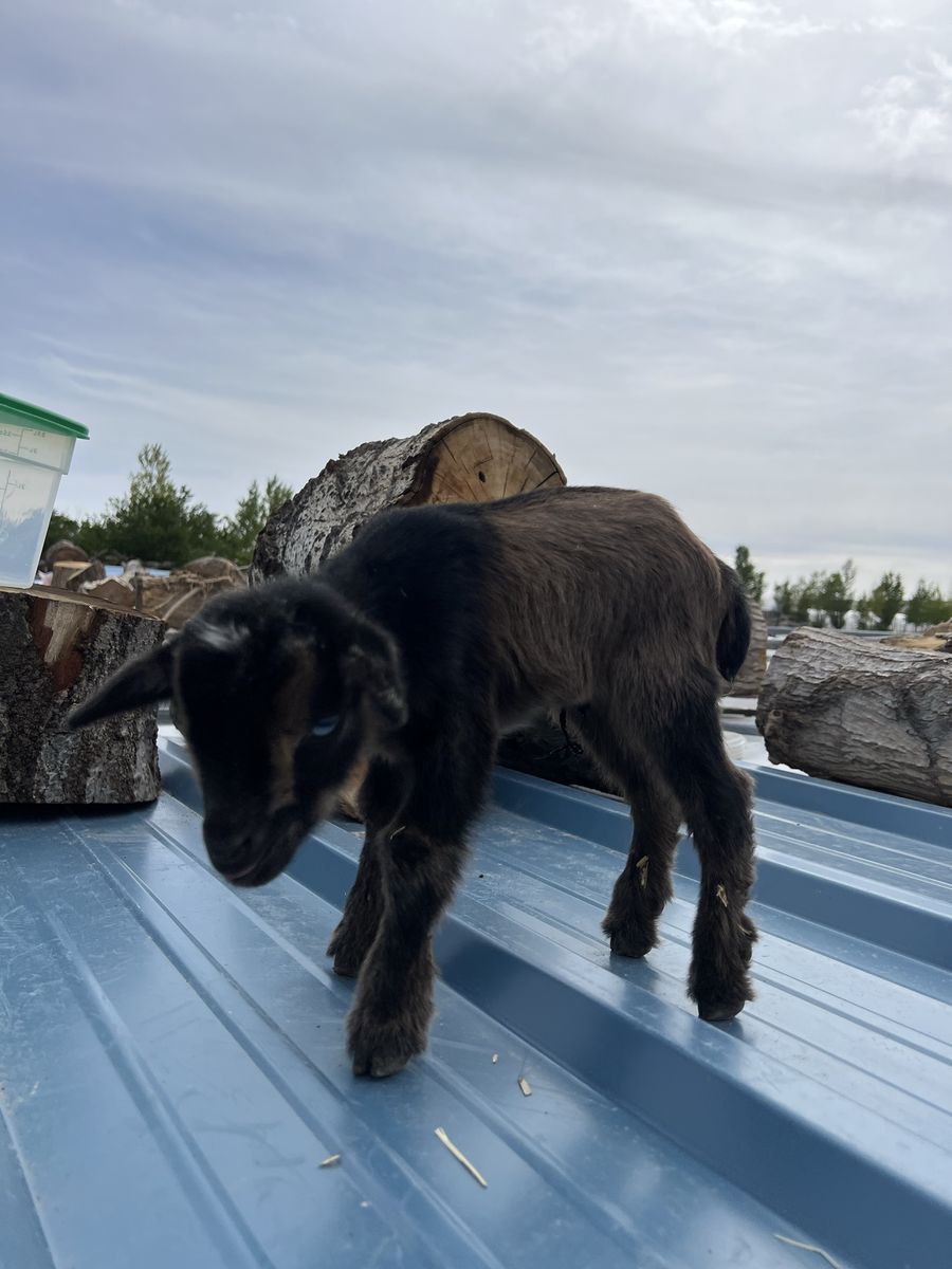 Blue Eyed Buckling- Bottle Baby
