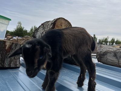 Blue Eyed Buckling- Bottle Baby