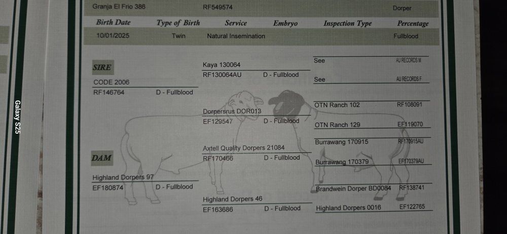 Registered Dorper Ram lambs
