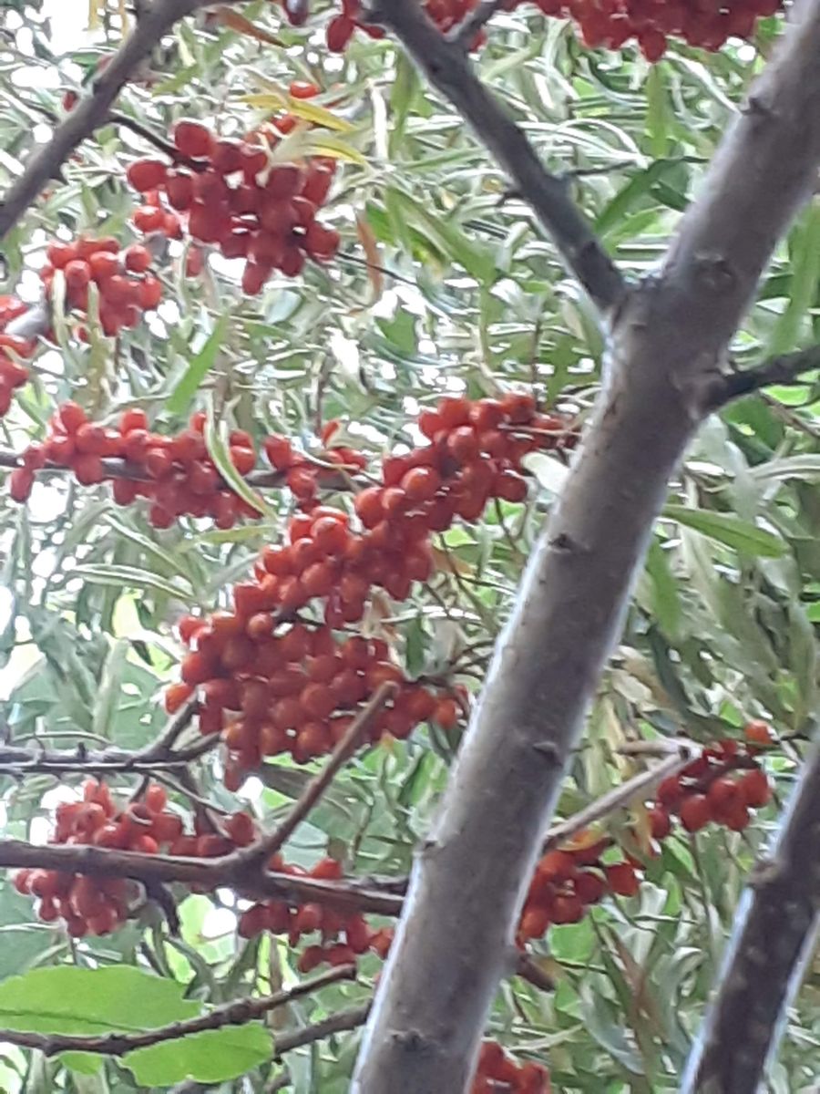 Annual Berries, Fruit trees, Nut s & Grapes Order Plants and Seed Exchange in Food Forest