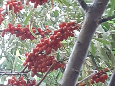 Annual Berries, Fruit trees, Nut s & Grapes Order Plants and Seed Exchange in Food Forest