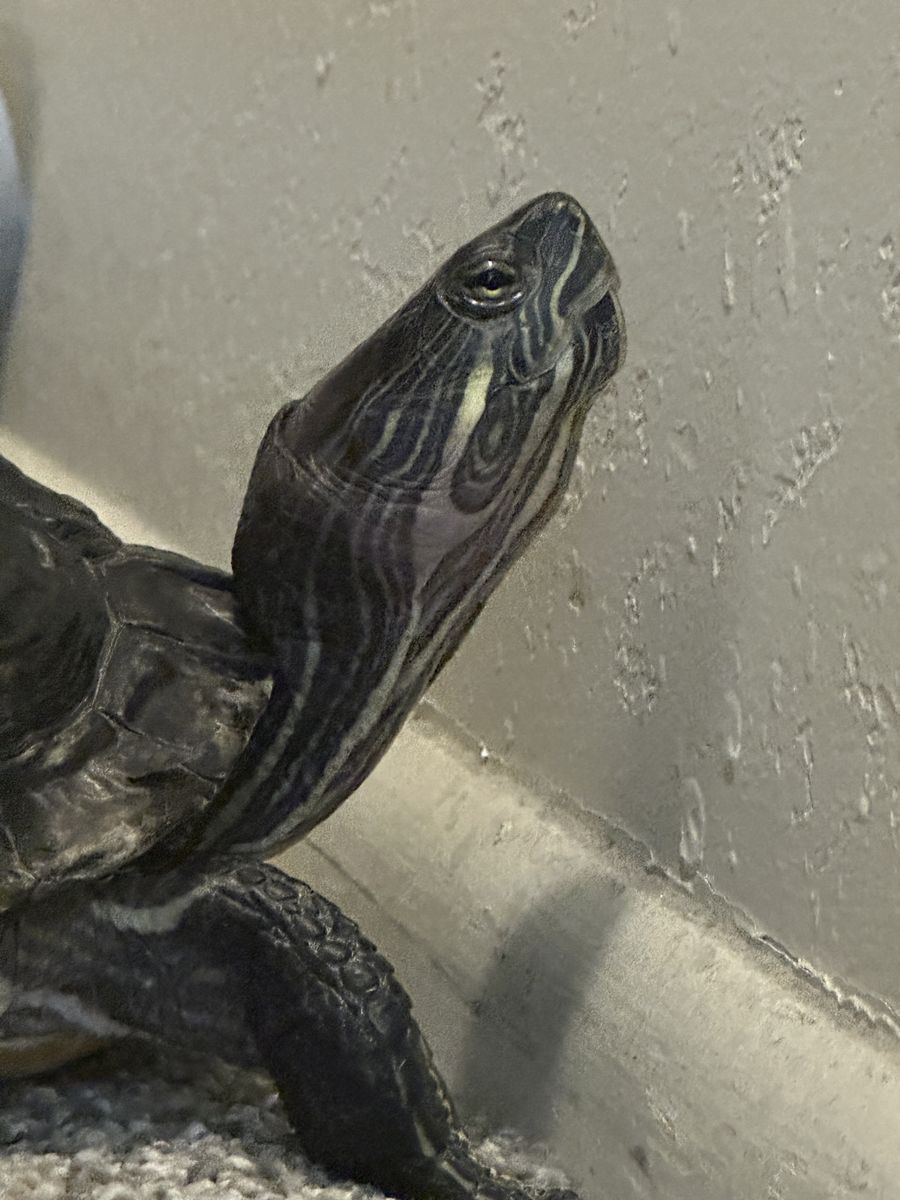 Red-Eared Slider Turtle + Tank & Accessories