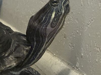 Red-Eared Slider Turtle + Tank & Accessories
