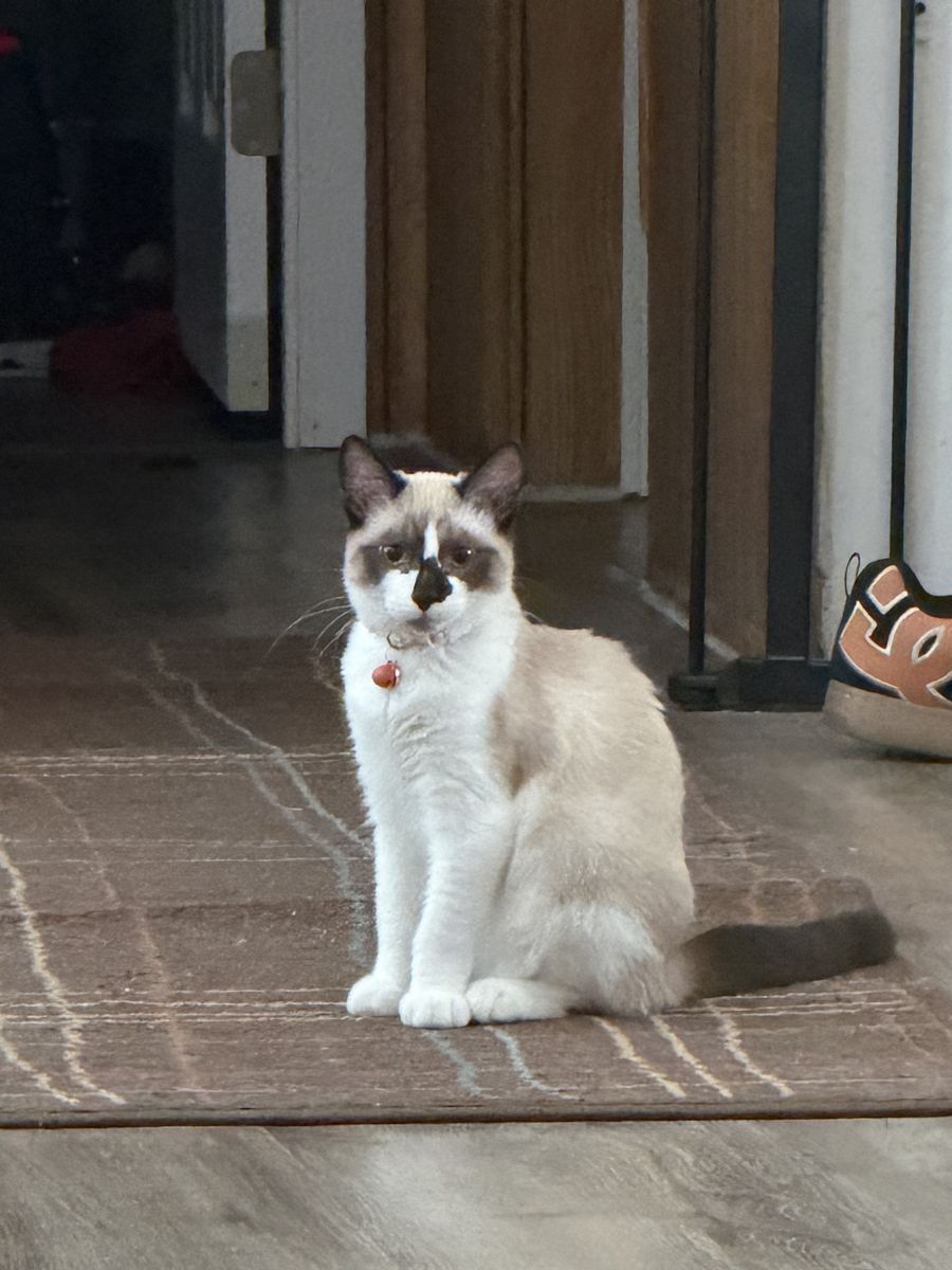 Siamese male kitten