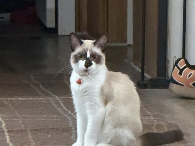 Siamese male kitten