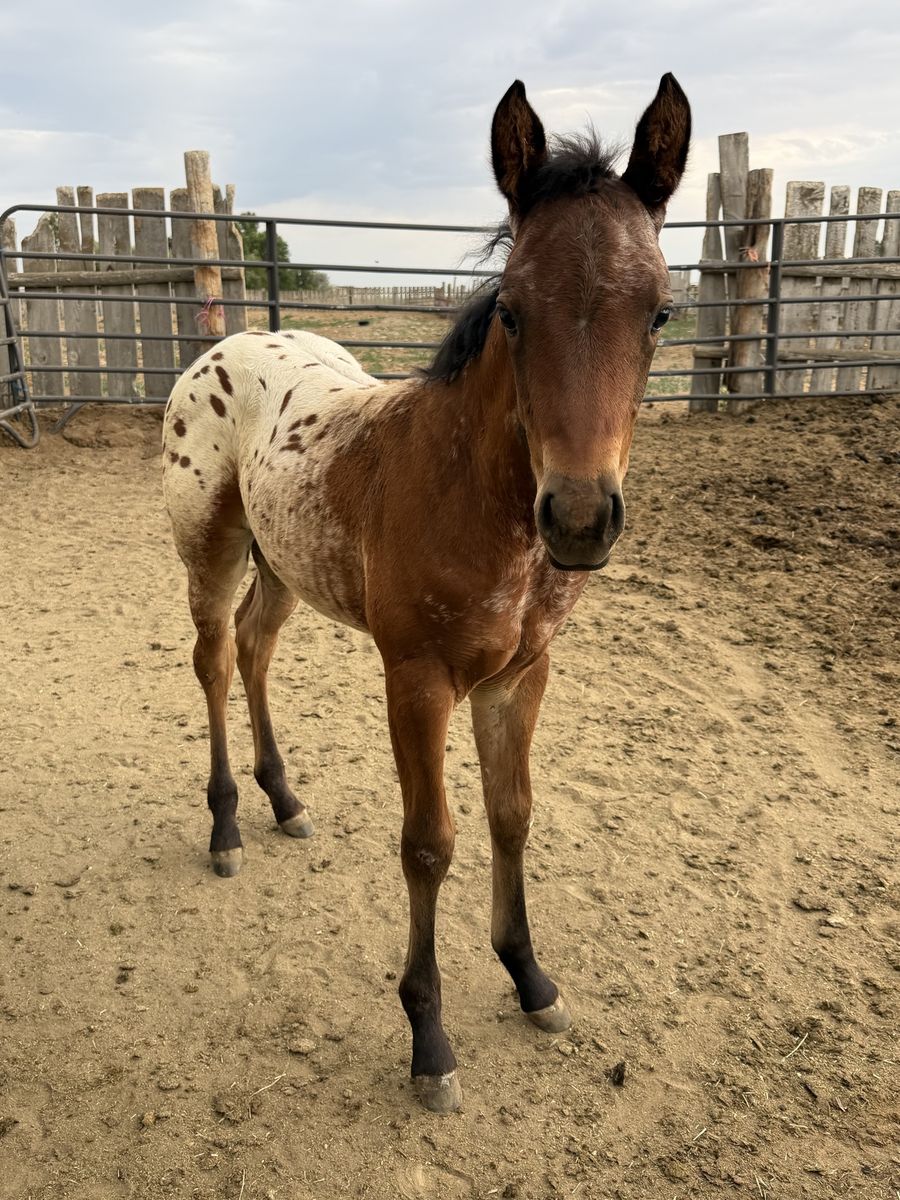 Appaloosa filly