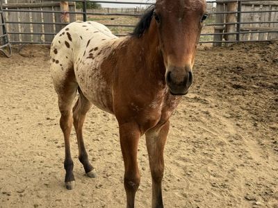 Appaloosa filly