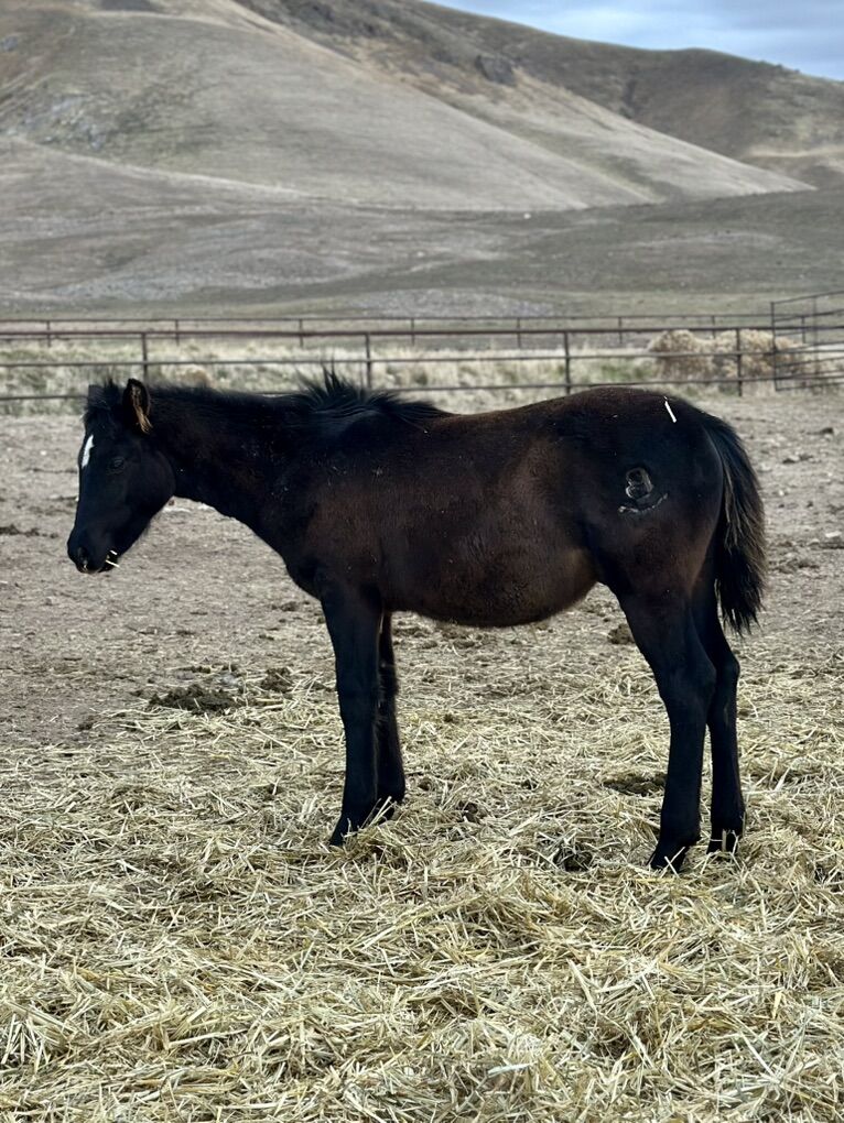 Driftwood Bred 1/4 Draft Colt