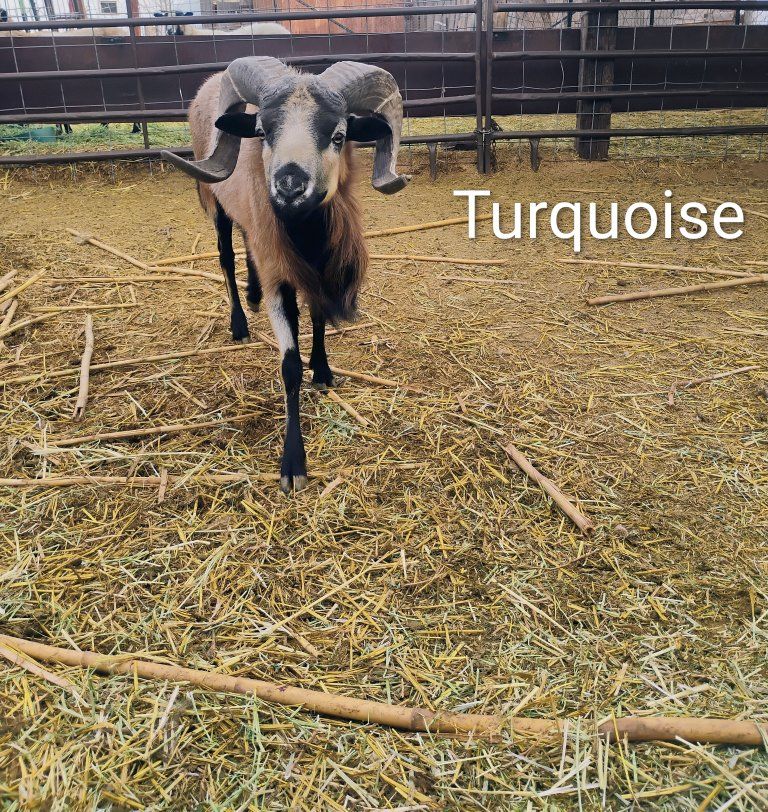 Barbado Sheep for sale!