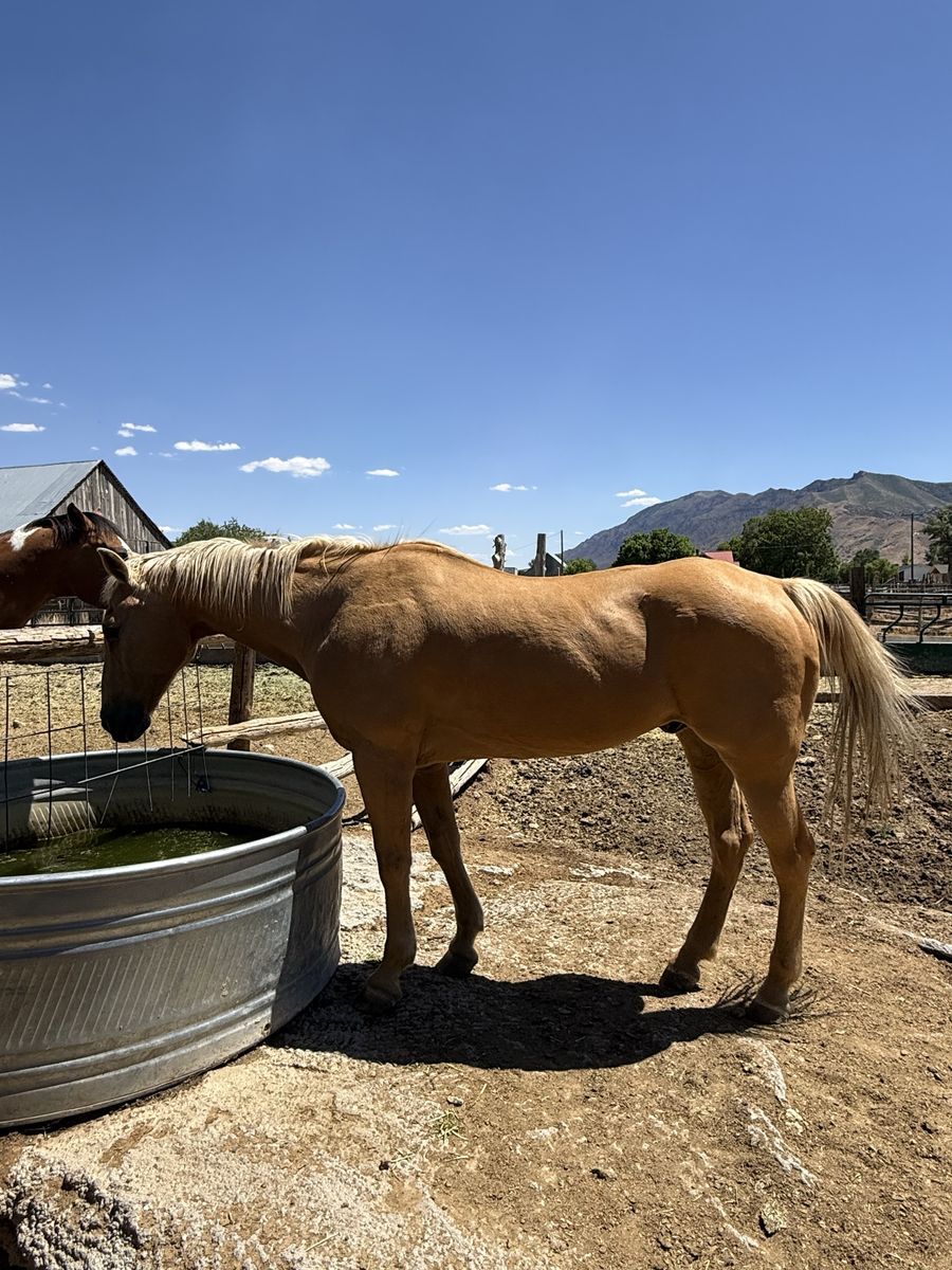 Gelding