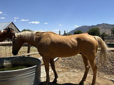 Gelding