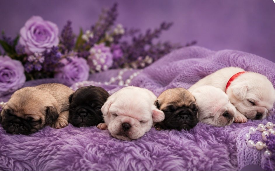 Rare colors and Dna Tested Pug Puppies