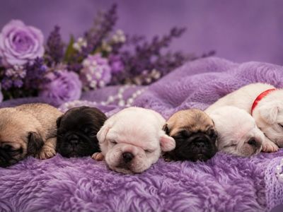 Rare colors and Dna Tested Pug Puppies