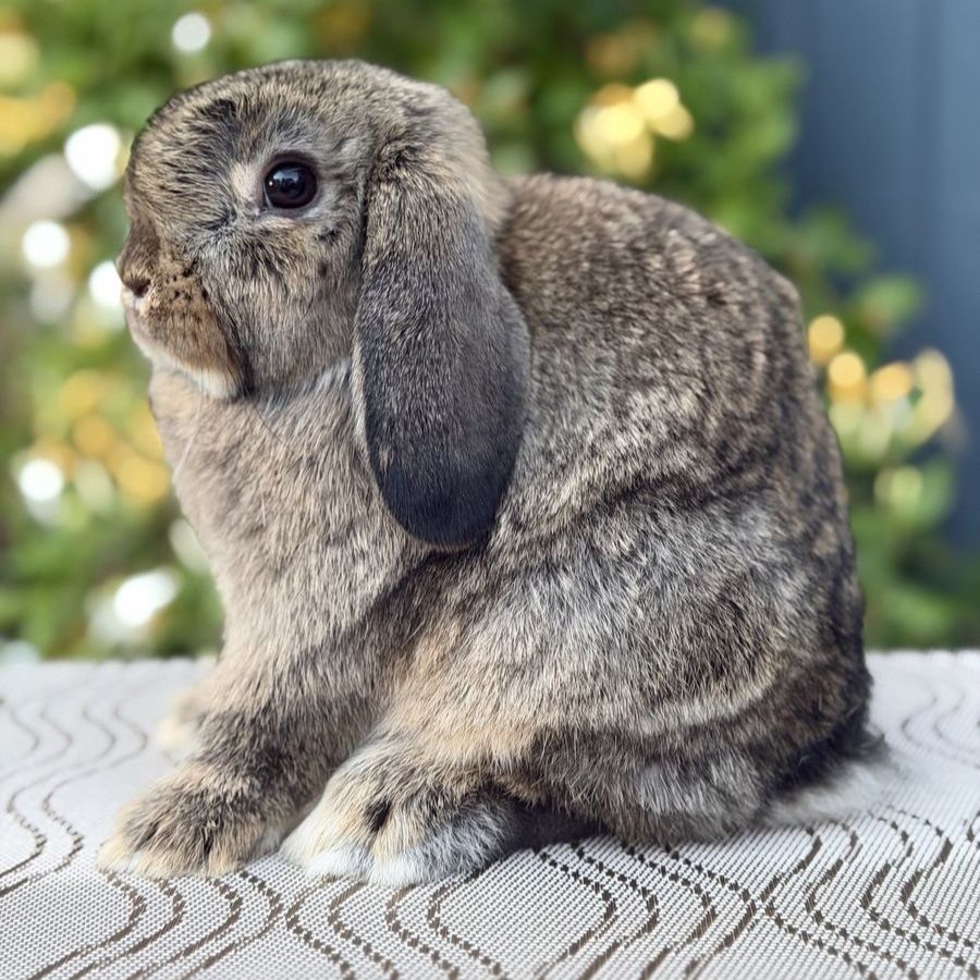 Holland Lop Doe Ready Now!