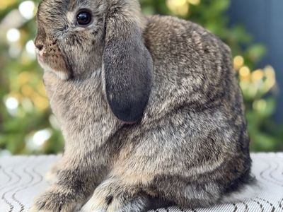Holland Lop Doe Ready Now!
