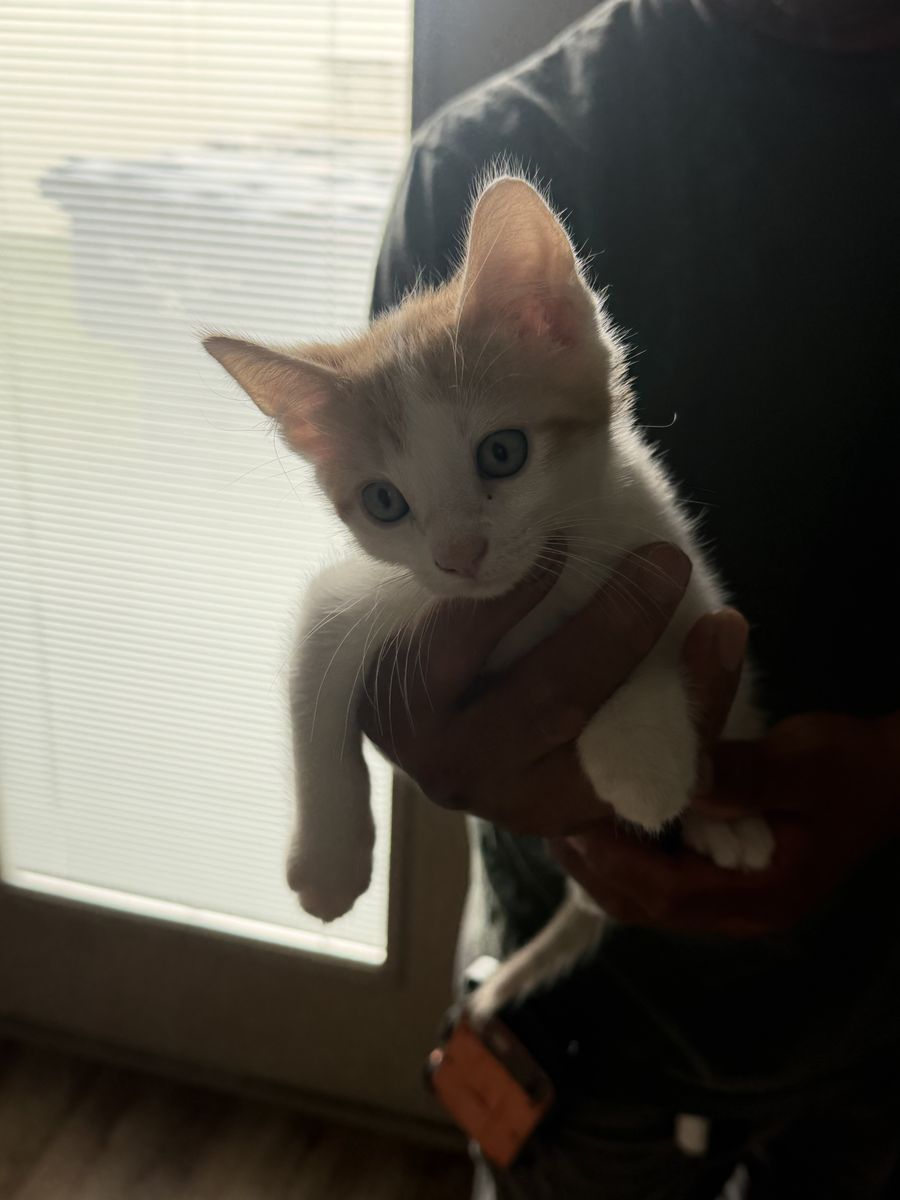 Kittens!