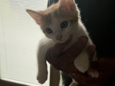 Kittens!